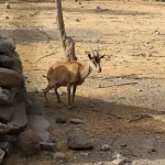 Wild Goat-Kri Kri -Cretan Aegagrus